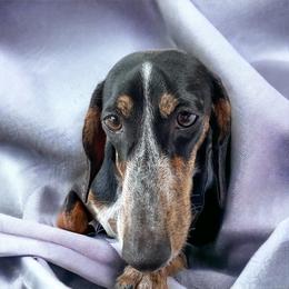 Dotsie - Dachshund