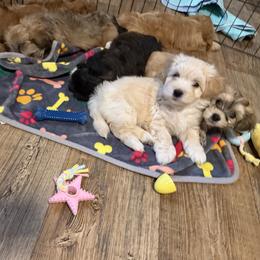 Lucky - Cream male Havanese puppy in Falkville, Alabama from Nanas Havanese