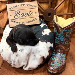 Retro - Black male German Shepherd puppy in Beech Grove, Arkansas from Ze Zadnich lesu