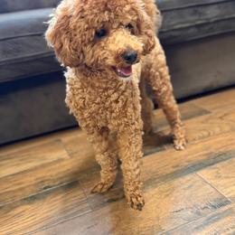 Fozzie - Red  male Poodle puppy in Fresno, California from Bell’s Poodles Of California