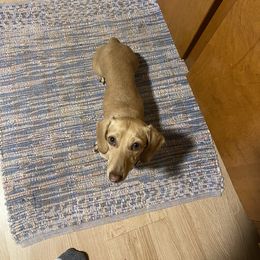 Scarlett - Dachshund