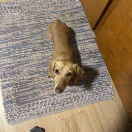 Scarlett - Dachshund
