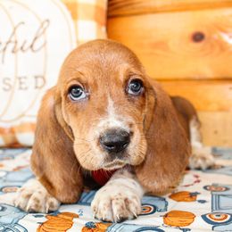 Basset Hound and Goldendoodle Puppies from Rocking H