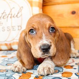 Basset Hound and Goldendoodle Puppies from Rocking H