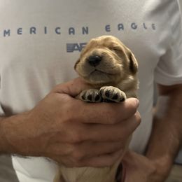 Binx - Golden male Golden Retriever puppy in Stratford, Oklahoma from Golden Breed