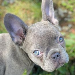Boston Terriers and French Bulldogs from Billick's Bostons