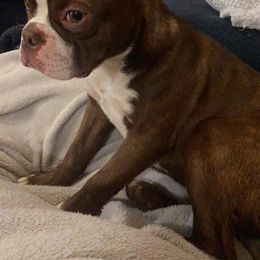 Boston Terrier Puppies from The Terriers Place