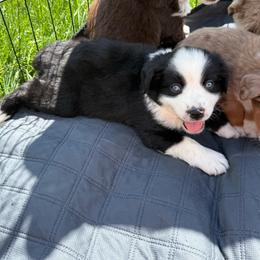 Gunner - Black & white male Miniature Australian Shepherd puppy in Marion, Michigan from Highland Hills Mini Aussies