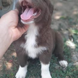 Australian Shepherds from Tennesse Pride Aussies