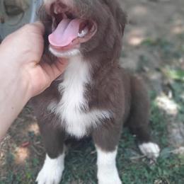 Australian Shepherds from Tennesse Pride Aussies