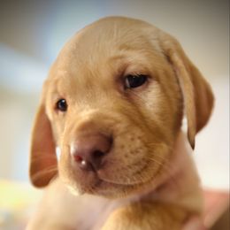 Smalls - Yellow male Labrador Retriever puppy in Penn Valley, California from Pleasant Valley Creekside Ranch, LLC
