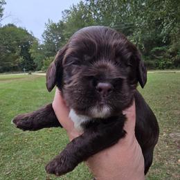 Reese - Brown female Cocker Spaniel puppy in Florence, South Carolina from Reddick's American Cocker Spaniels