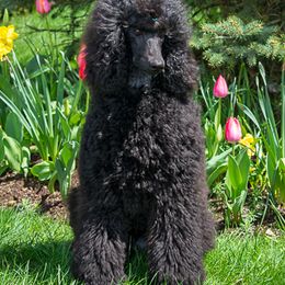 Poodle Puppies from Wispynook Poodles