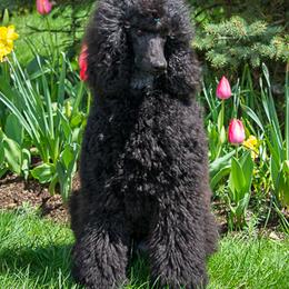 Poodle Puppies from Wispynook Poodles