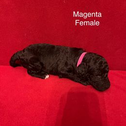 Poodle Puppies from Petal Poodles