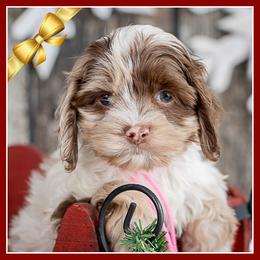 Stevie - Merle female Cockapoo puppy in Connersville, Indiana from Deaz Doodle Ranch