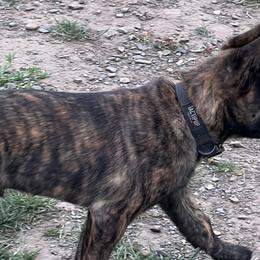 Dutch Shepherds from KBK9 Ranch