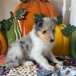 Diarmuid - Blue merle male Collie puppy in Hinckley, Minnesota from Rusty Spur Collies