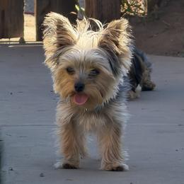 Coco - Yorkshire Terrier