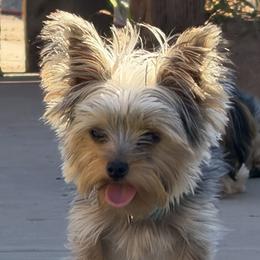 Coco - Yorkshire Terrier
