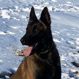 Belgian Malinois from Platinum K9S