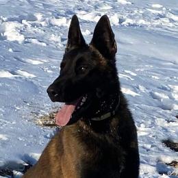 Belgian Malinois from Platinum K9S