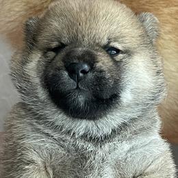 Girl 1 - Red female Shiba Inu puppy in Milton, Florida from Moonlight Shibas