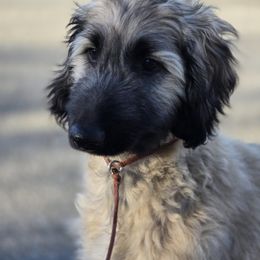Afghan Hound Puppies from Lenore Light