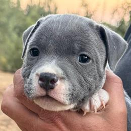 Male 3 - Blue male Staffordshire Bull Terrier puppy in Georgetown, California from PureGrit Staffords