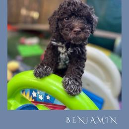 Boy 2 - Brown male Lagotto Romagnolo puppy in Salida, California from Harper's Lagotti