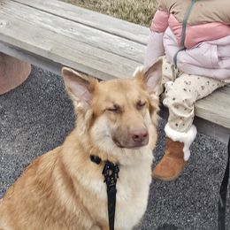 German Shepherds from East Coast k9's