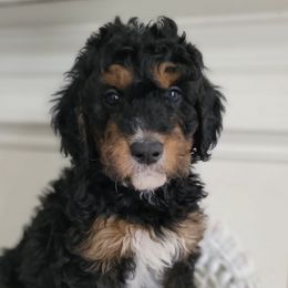 Bernedoodle and Goldendoodle Puppies from Gold Diamond Pup