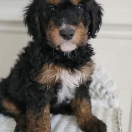 Bernedoodle and Goldendoodle Puppies from Gold Diamond Pup