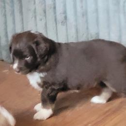 JAMES - Red tri-color male Miniature American Shepherd puppy in Goldendale, Washington from Amulet Charm
