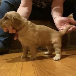 Golden Retriever Puppies from Aurora's Northern Goldens