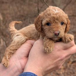 Bunny - Cream female Cavapoo puppy in Coshocton, Ohio from Forever Family Puppies