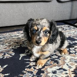 Dachshund Puppies from M & L Doxies
