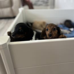 Dachshund and French Bulldog Puppies from Trust Fund Devil Kennel