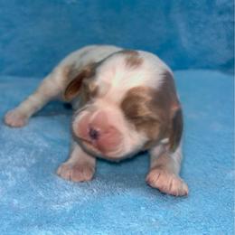 Beau - Blenheim male Cavalier King Charles Spaniel puppy in Columbus, Mississippi from Rocky Road Kennel