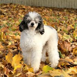 Hammy - Parti male Poodle puppy in Springfield, Oregon from Valaurah Farms