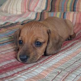 Jenny - Red female Dachshund puppy in Brave, Pennsylvania from Maple Moon Dachshunds