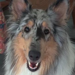 Nay Nay - Collie