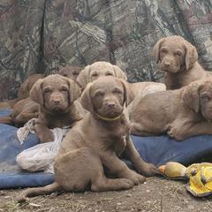 Chesapeake Bay Retriever puppies from Chesamo Chesapeakes