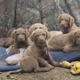 Chesapeake Bay Retriever puppies from Chesamo Chesapeakes