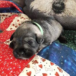 Miniature Schnauzer Puppies from Heavenly Miniature Schnauzers
