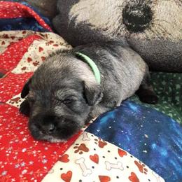 Miniature Schnauzer Puppies from Heavenly Miniature Schnauzers
