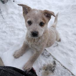 Duroc - Red speckled male Australian Cattle Dog puppy in Pierpont, Ohio from Spotted Ewe ACDs