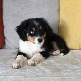 Peanut - Black tri male Miniature Australian Shepherd puppy in Killen, Alabama from Wilkers Wholehearted Mini Aussies