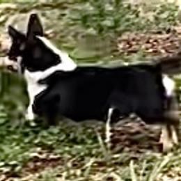Maltipoo and Pembroke Welsh Corgi All Grown Up from Eclipseann