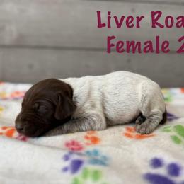 Sunny - Liver roan female German Shorthaired Pointer puppy in Axton, Virginia from Red Clay Kennels